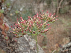 Kalanchoe rotundifolia