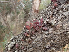 Kalanchoe rotundifolia
