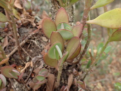 Kalanchoe rotundifolia