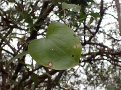 Dioscorea cotinifolia