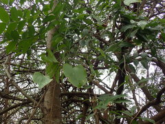 Dioscorea cotinifolia