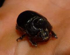 Temnorhynchus coronatus