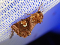 Callopistria argyrosticta