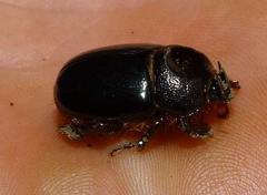 Temnorhynchus coronatus