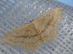 Scopula semignobilis