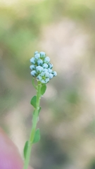 Corrigiola litoralis