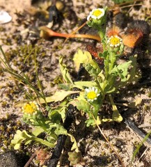 Brachyscome goniocarpa