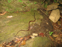 Oxyrhopus petolarius