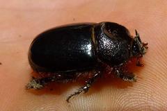 Temnorhynchus coronatus