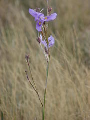 Moraea polystachya