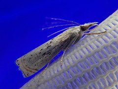 Chrysoteuchia distinctellus