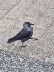 Corvus monedula