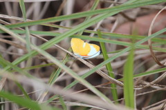 Belenois thysa thysa
