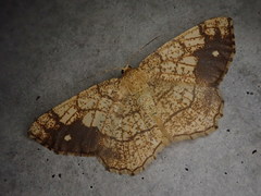 Exangerona prattiaria