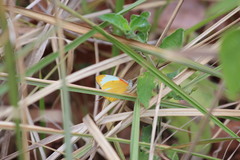 Belenois thysa thysa