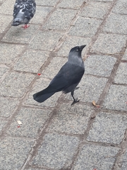 Corvus monedula