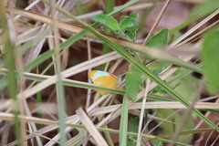 Belenois thysa thysa