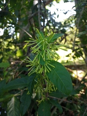 Cestrum racemosum