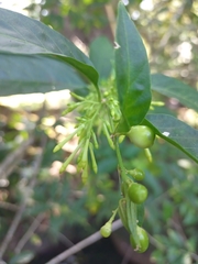 Cestrum racemosum