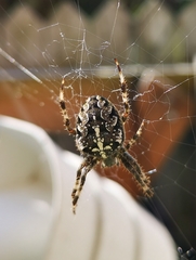 Araneus diadematus