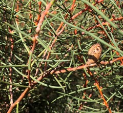 Hakea mitchellii
