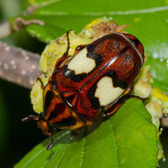Pedinorrhina trivittata