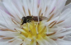 Toxomerus marginatus