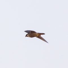 Falco peregrinus brookei