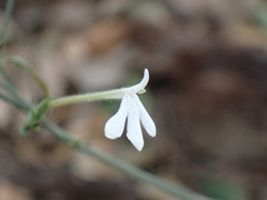 Rhinacanthus gracilis latilabiatus