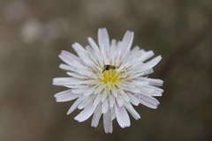 Toxomerus marginatus