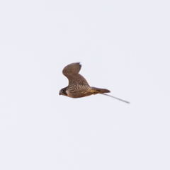 Falco peregrinus brookei