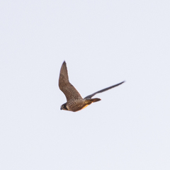 Falco peregrinus brookei