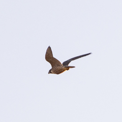 Falco peregrinus brookei