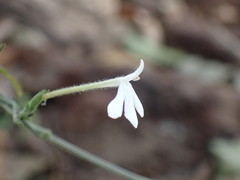 Rhinacanthus gracilis latilabiatus
