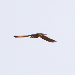 Falco peregrinus brookei