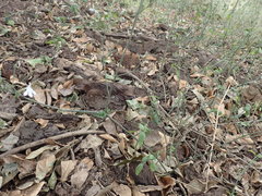 Rhinacanthus gracilis latilabiatus