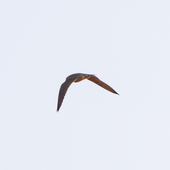 Falco peregrinus brookei