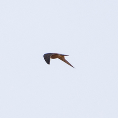 Falco peregrinus brookei
