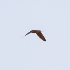 Falco peregrinus brookei