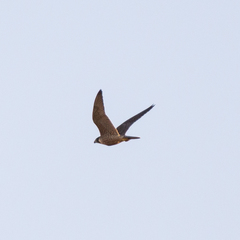 Falco peregrinus brookei
