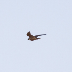 Falco peregrinus brookei