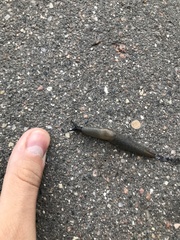 Krynickillus melanocephalus