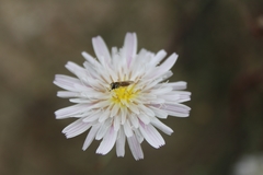 Toxomerus marginatus