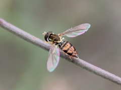 Toxomerus marginatus