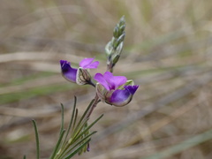 Polygala hottentotta