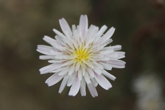 Malacothrix saxatilis