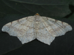 Macaria shanghaisaria