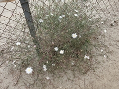 Malacothrix saxatilis