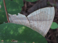 Thinopteryx crocoptera