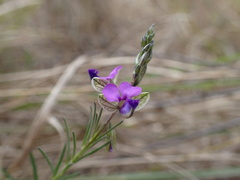 Polygala hottentotta